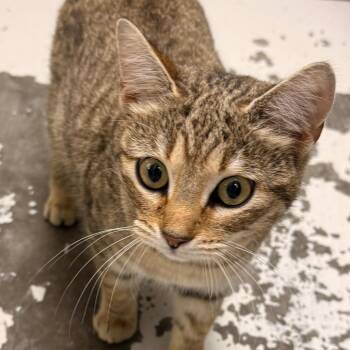 Domestic Short Hair Cats Available for Adoption - Millie | PetCurious