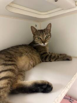 Penelope (hill rise) -  Domestic Short Hair Cat for Adoption in Johnson City, Tennessee - Penelope (hill Rise) | PetCurious