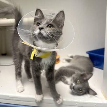 Danny -  Domestic Medium Hair and Domestic Short Hair Cat for Adoption in Woodinville, Washington - Danny | PetCurious
