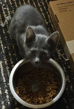 Domestic Medium Hair and Russian Blue Cats Available for Adoption - Ash | PetCurious