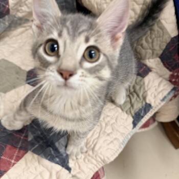 Gerald -  Domestic Short Hair Cat for Adoption in Logan, Ohio - Gerald | PetCurious