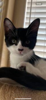 Rescue Domestic Short Hair Cats for Adoption in Oceanside, California - Bailey | PetCurious