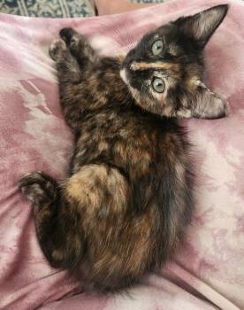 Espresso -  Domestic Medium Hair Cat for Adoption in Mckinney, Texas - Espresso | PetCurious