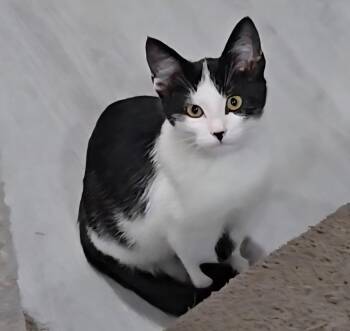 Rescue Domestic Short Hair Cats for Adoption in Silverton, Oregon - Major | PetCurious