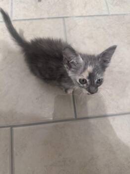 Simone -  Domestic Short Hair Cat for Adoption in Topeka, Kansas - Simone | PetCurious