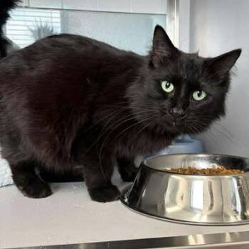 Domestic Long Hair Cats Available for Adoption - Toaster | PetCurious