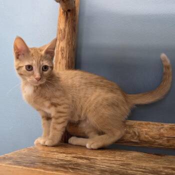 Zonk -  Domestic Short Hair Cat for Adoption in Park Rapids, Minnesota - Zonk | PetCurious