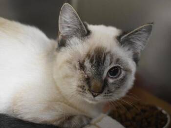 Marble -  Snowshoe Cat for Adoption in Portland, Oregon - Marble | PetCurious
