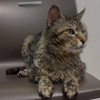 Groot -  Domestic Short Hair Cat for Adoption in Janesville, Wisconsin - Groot | PetCurious