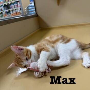 Max -  Domestic Short Hair Cat for Adoption in Hazlet, New Jersey - Max | PetCurious