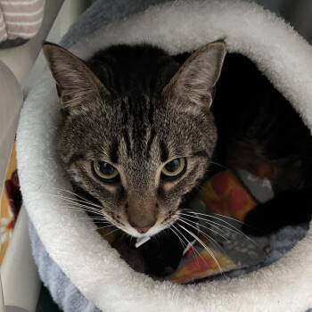 Domestic Short Hair Cats Available for Adoption in Sarasota, Florida - Tigger | PetCurious