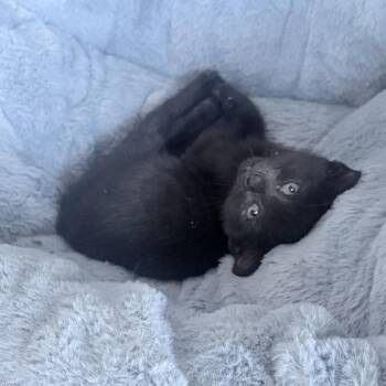Numi -  Domestic Short Hair Cat for Adoption in Roswell, Georgia - Numi | PetCurious