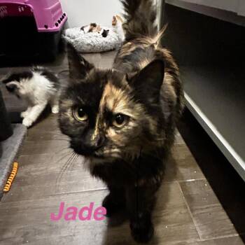 Jade Hughes -  Domestic Long Hair Cat for Adoption in Eagle Mountain, Utah - Jade Hughes | PetCurious