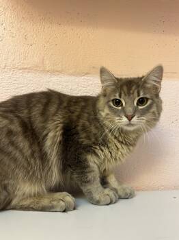 Rescue Domestic Long Hair Cats for Adoption in West Mifflin, Pennsylvania - Clary | PetCurious