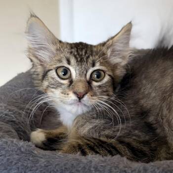 Martha -  Domestic Medium Hair Cat for Adoption in Oracle, Arizona - Martha | PetCurious