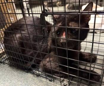 Louis - Working Cat -  Domestic Short Hair Cat for Adoption in Fairfax, Virginia - Louis - Working Cat | PetCurious