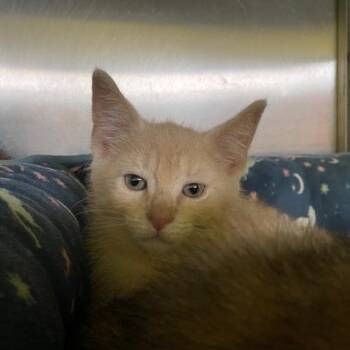 Elephant -  Domestic Short Hair Cat for Adoption in Dayton, Ohio - Elephant | PetCurious