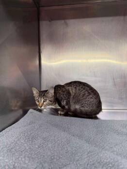 Khloe -  Domestic Short Hair Cat for Adoption in Murray, Kentucky - Khloe | PetCurious