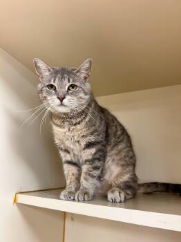 Orchid -  Domestic Short Hair Cat Available for Adoption in Myerstown, Pennsylvania - Orchid | PetCurious