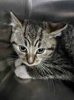 Domestic Short Hair Cats Available for Adoption - Briana (StrongNoble) | PetCurious
