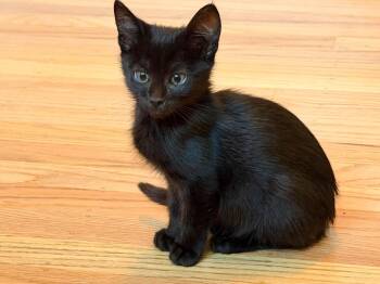 Jade -  Bombay and Domestic Short Hair Cat for Adoption in Walnut Creek, California - Jade | PetCurious