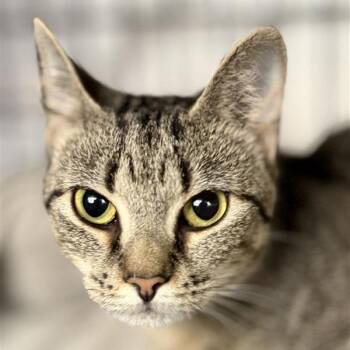 Rebekkah -  Domestic Short Hair Cat for Adoption in New York, New York - Rebekkah | PetCurious