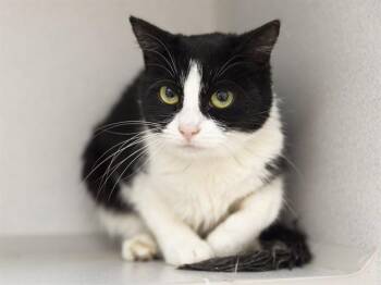 BOOTIES -  Domestic Short Hair Cat for Adoption in Phoenix, Arizona - BOOTIES | PetCurious