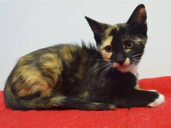 IOTA -  Domestic Short Hair Cat for Adoption in Sacramento, California - IOTA | PetCurious
