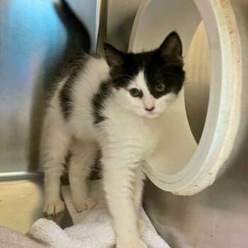 Patio -  Domestic Short Hair Cat for Adoption in Walnut Creek, California - Patio | PetCurious