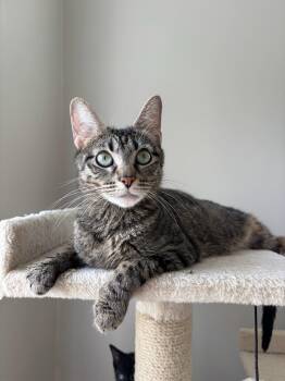 Domestic Short Hair Cats Available for Adoption in Chicago, Illinois - Nebula | PetCurious