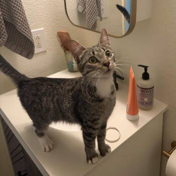 Tracy -  Domestic Short Hair Cat for Adoption - Tracy | PetCurious