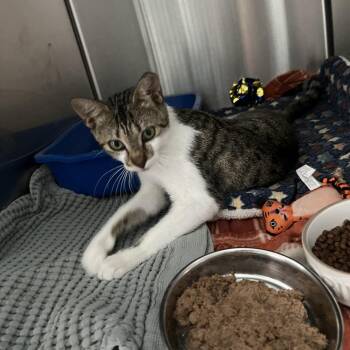 Elanor -  Domestic Short Hair Cat for Adoption in Jupiter, Florida - Elanor | PetCurious