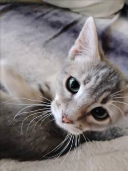 A229823 -  Domestic Short Hair Cat for Adoption in Woodland, California - A229823 | PetCurious