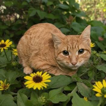 NUGGET -  Domestic Short Hair Cat for Adoption - NUGGET | PetCurious