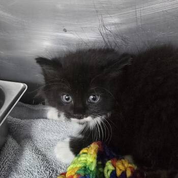 Pop 26-0395 -  Domestic Short Hair Cat for Adoption in Yanceyville, North Carolina - Pop 26-0395 | PetCurious