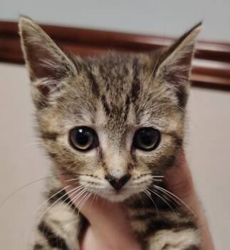 Dora -  Domestic Short Hair Cat for Adoption in Indiana, Pennsylvania - Dora | PetCurious