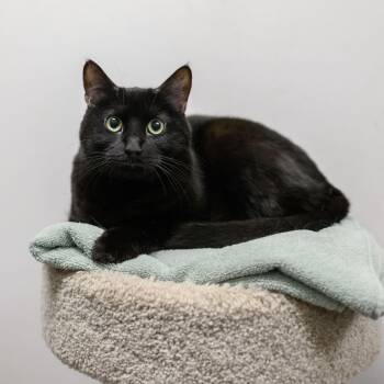 Domestic Short Hair Cats Available for Adoption in Hamilton Township, New Jersey - PETE THE CAT | PetCurious