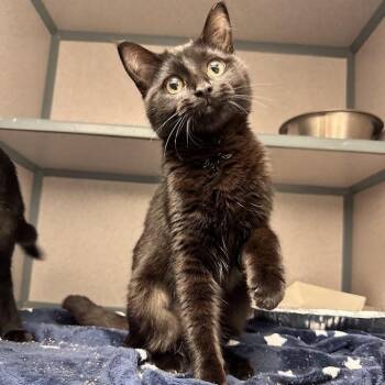 Rosa -  Domestic Short Hair Cat for Adoption in Waterloo, Iowa - Rosa | PetCurious
