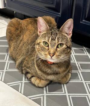 Rescue Domestic Short Hair Cats for Adoption in Warr Acres, Oklahoma - Pippa | PetCurious