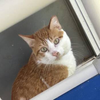 Sunkist -  Domestic Short Hair Cat for Adoption in Lakeland, Florida - Sunkist | PetCurious
