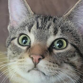 Campbell -  Domestic Short Hair Cat for Adoption in Rochester, Minnesota - Campbell | PetCurious