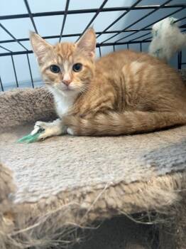 Legolas LH -  Domestic Short Hair Cat for Adoption in Greenville, South Carolina - Legolas LH | PetCurious