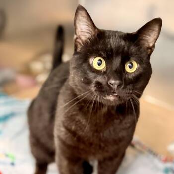 Nova -  Domestic Short Hair Cat for Adoption in Jackson Township, New Jersey - Nova | PetCurious