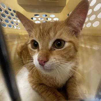 D.C -  Domestic Short Hair Cat for Adoption in Newark, New Jersey - D.C | PetCurious