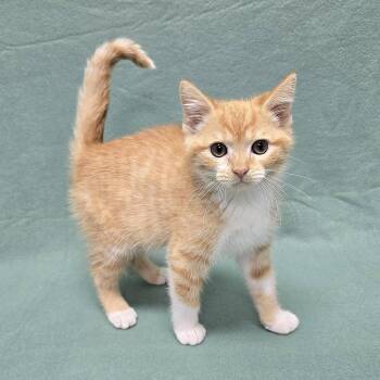 Nemo -  Domestic Short Hair Cat for Adoption in Frankfort, Indiana - Nemo | PetCurious