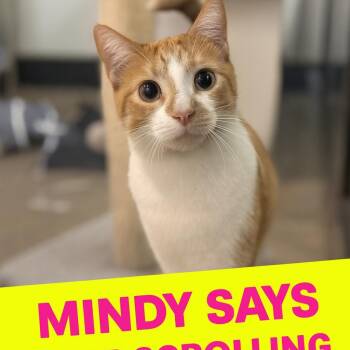 Rescue American Shorthair Cats for Adoption in Austin, Texas - Mindy | PetCurious