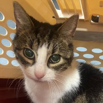 Glinda -  Domestic Short Hair Cat for Adoption in Allentown, Pennsylvania - Glinda | PetCurious