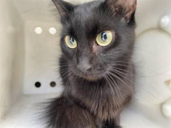 STELLAR -  Domestic Medium Hair Cat for Adoption in Rowlett, Texas - STELLAR | PetCurious
