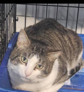 Newt -  Domestic Short Hair Cat Available for Adoption - Newt | PetCurious