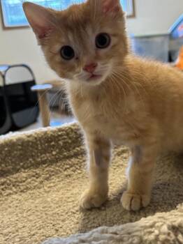 Pinocchio -  Domestic Short Hair Cat for Adoption in Vancouver, Washington - Pinocchio | PetCurious